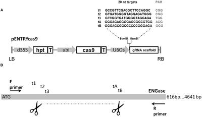 Heritable Genomic Fragment Deletions and Small Indels in the Putative ENGase Gene Induced by CRISPR/Cas9 in Barley